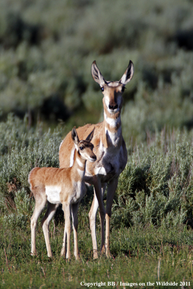 Pronghorn Antelope with fawn. 