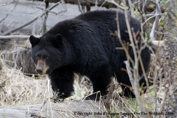 Black bear in habitat.