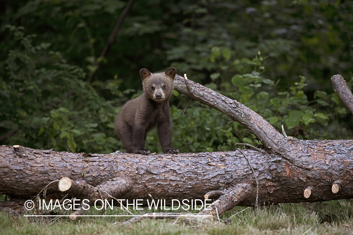 Black Bear cub in habitat.