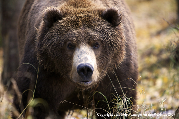 Grizzly bear in habitat