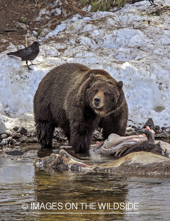 Grizzly Bear on bison carcass. 