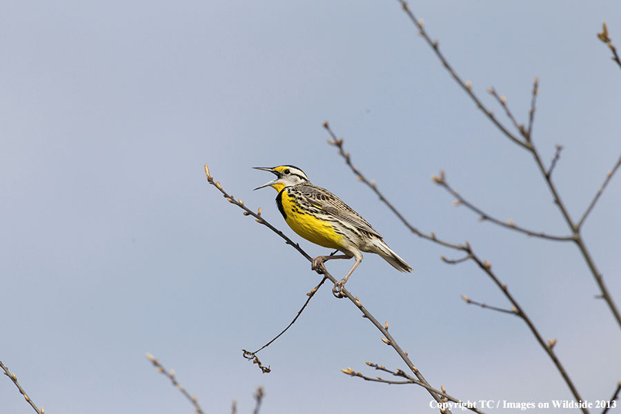 Eastern Meadowlark in habitat.