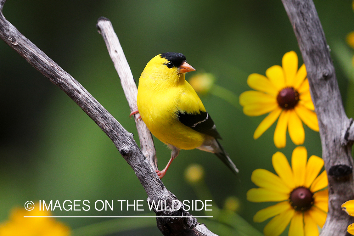 American Gold Finch on branch.