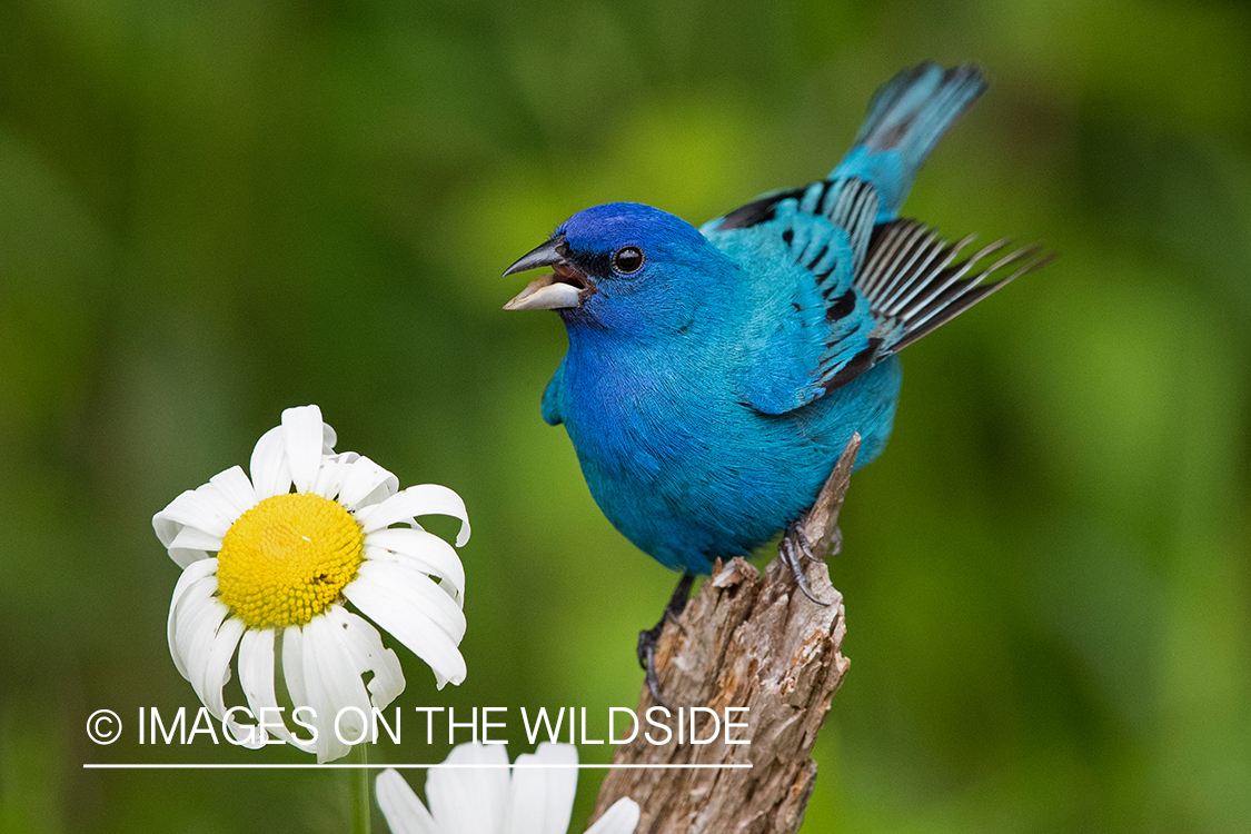 Indigo Bunting on branch.