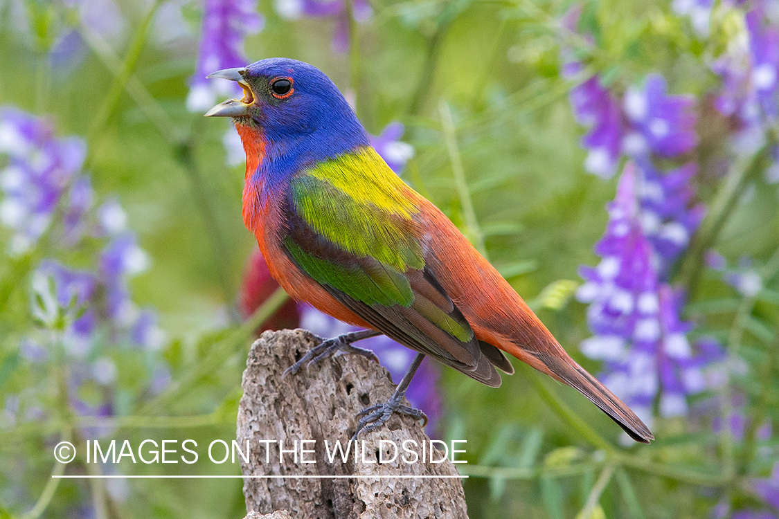 Painted bunting in habitat.