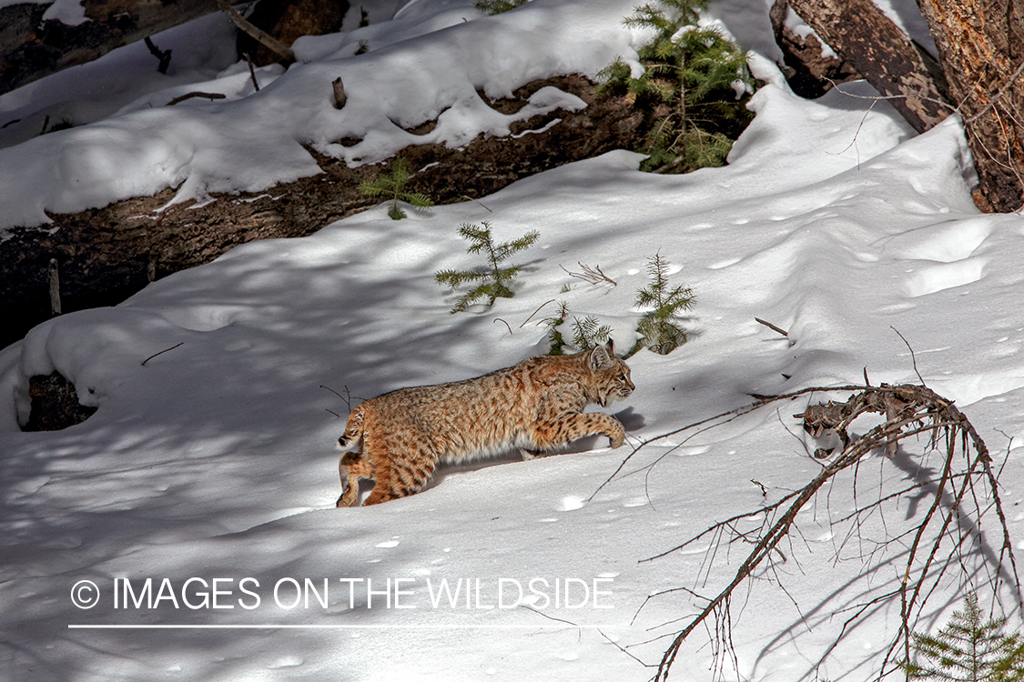 Bobcat in habitat.