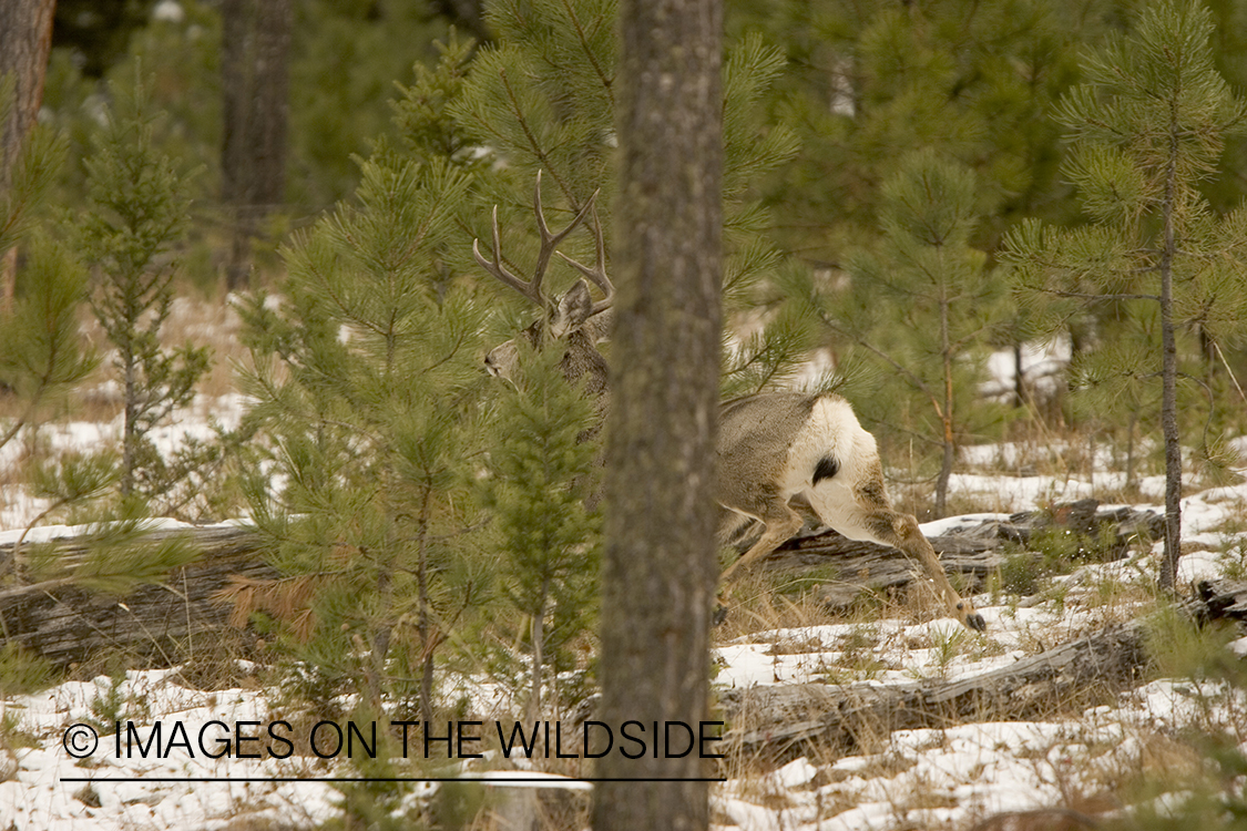 Mule deer buck in habitat.