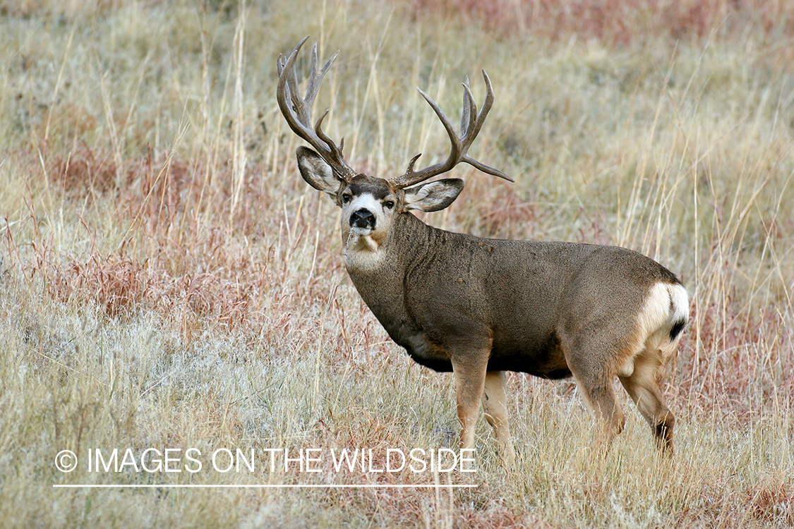 Mule deer buck in habitat. 