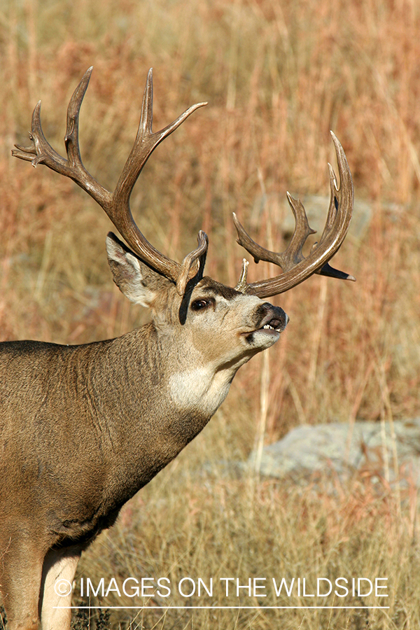 Mule deer buck in habitat. 