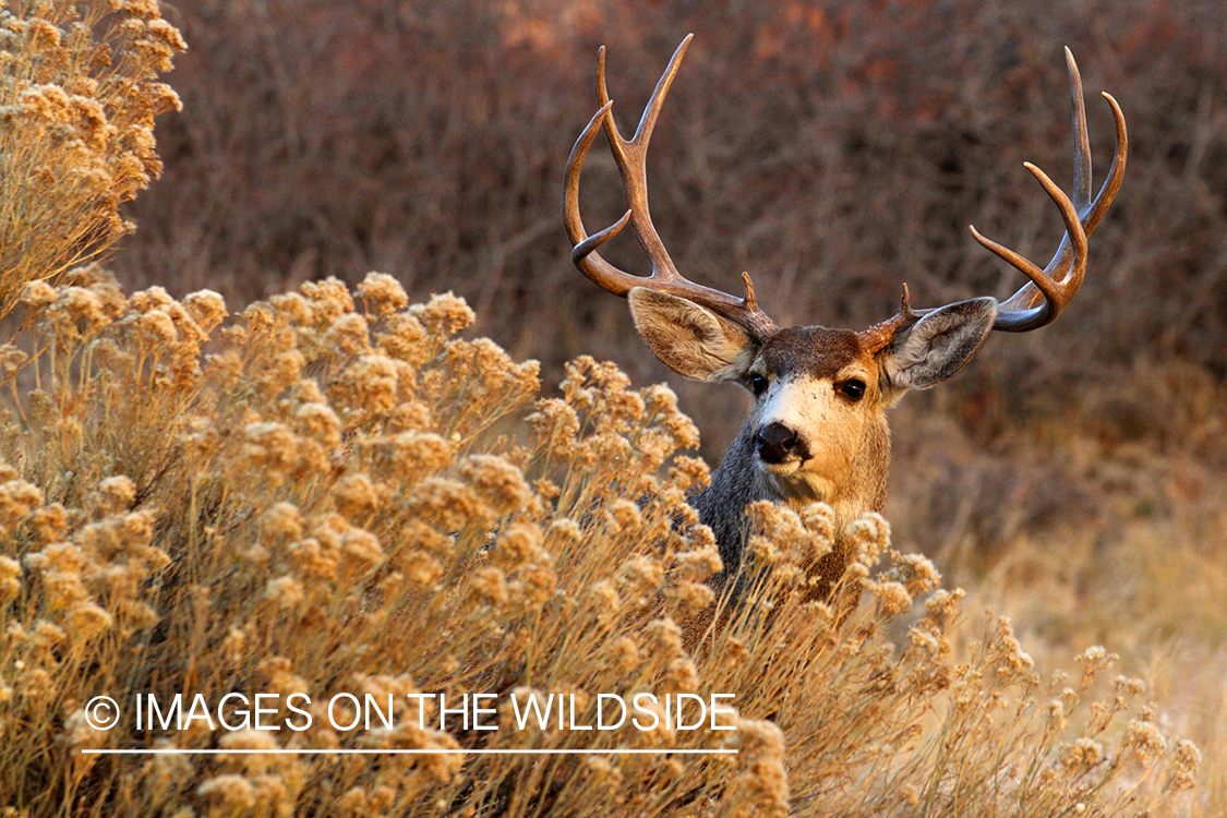 Mule deer buck in habitat. 