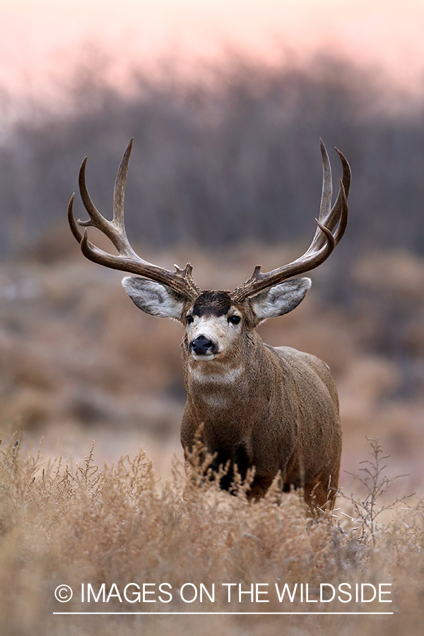 Mule deer buck in habitat.