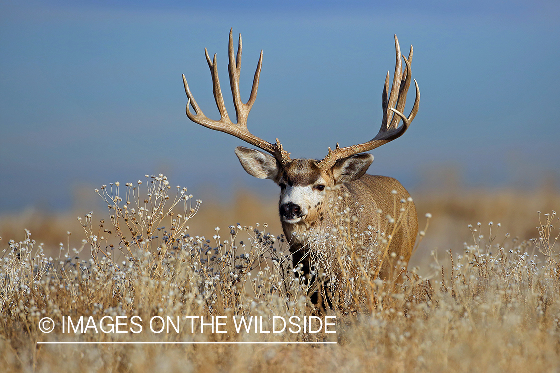 Mule deer buck in habitat. 