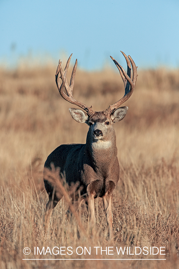 White-tailed buck in field in late fall.