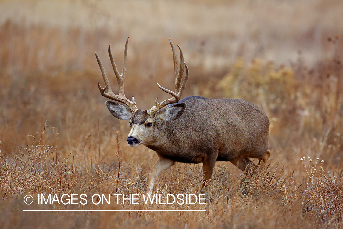 Mule deer buck in rut in field. 