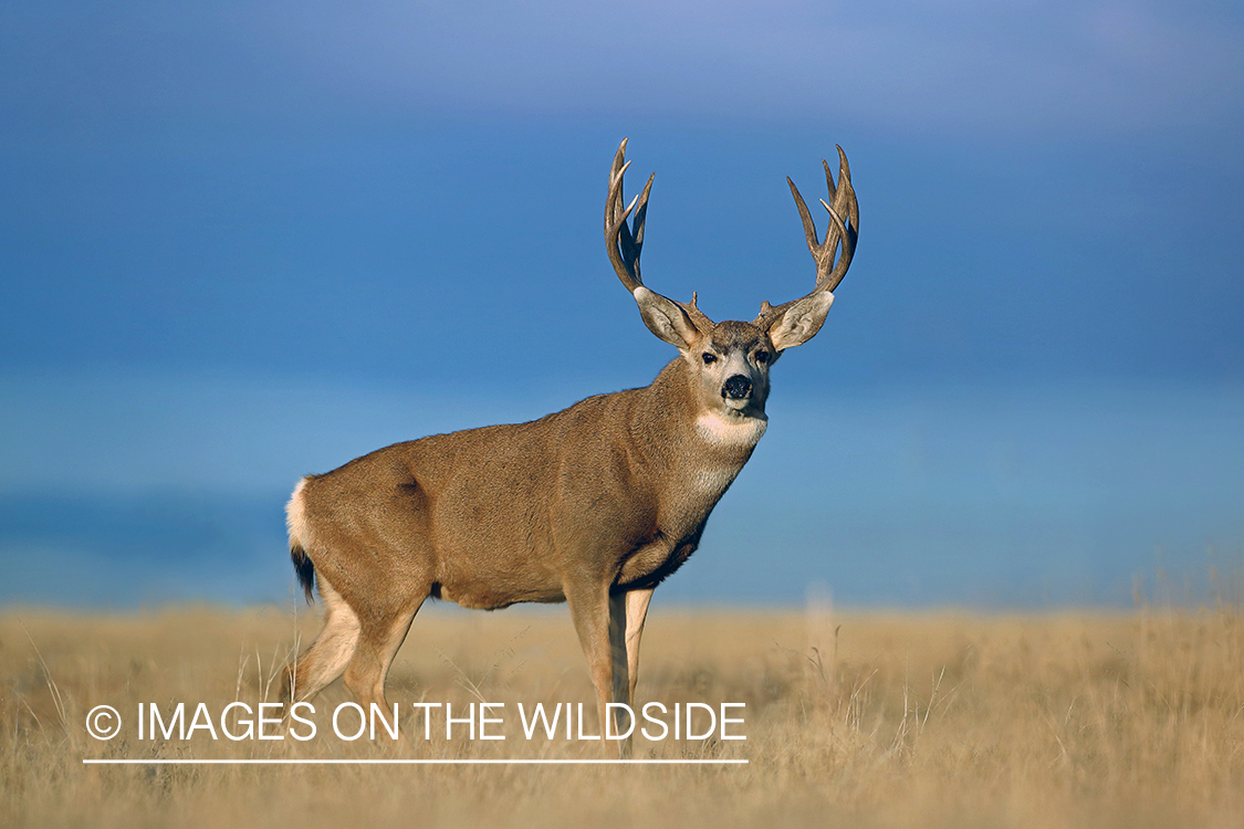 Mule deer buck in field.