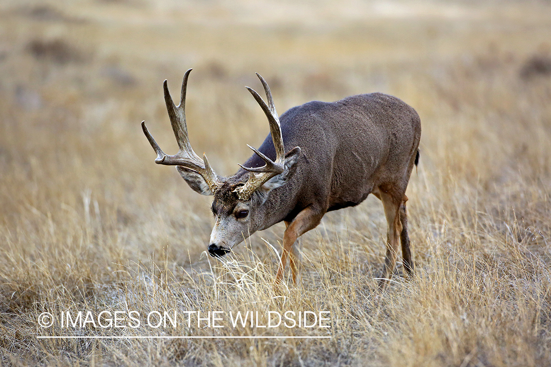 Mule deer buck in field.