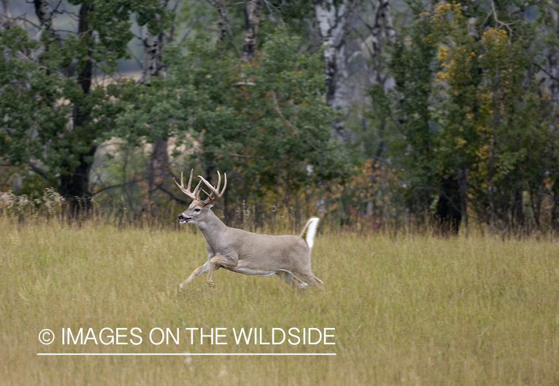 Whitetailed deer in habitat.