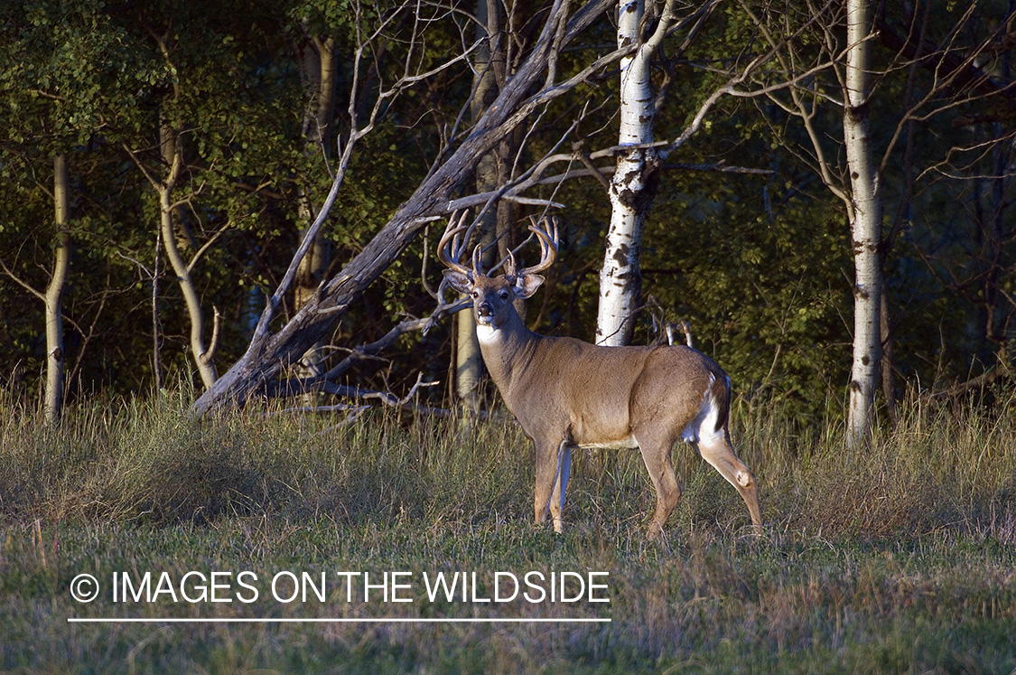 Whitetail Buck