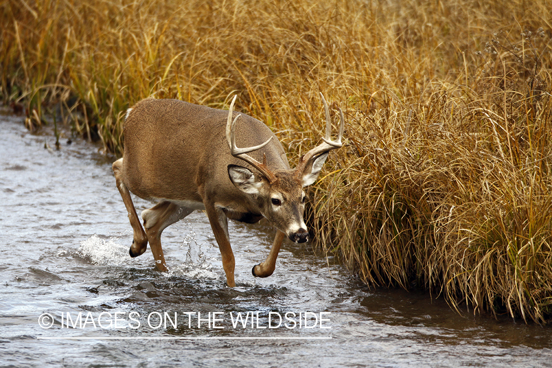 Whitetail Buck in Rut