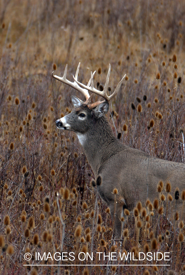 Whitetail Buck in Field