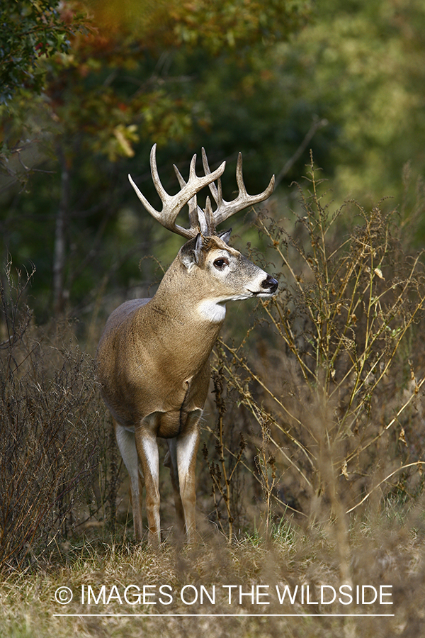 Whitetail buck in habitat