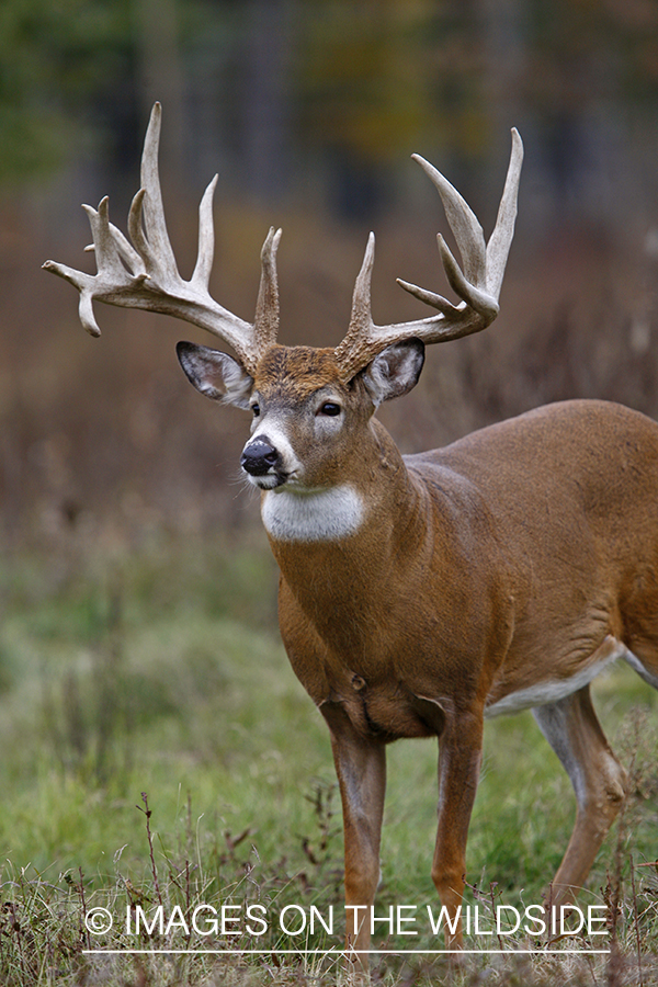 Whitetail buck in habitat