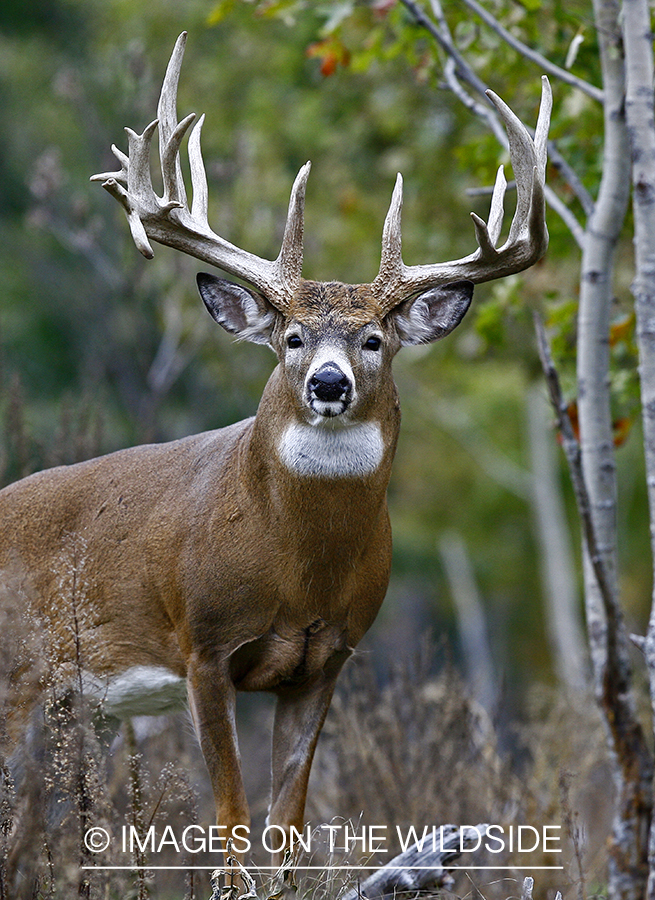 Whitetail buck in habitat