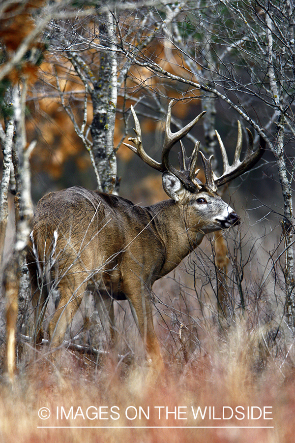 Whitetail buck in habitat.