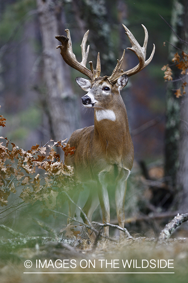 Whitetail buck in habitat.