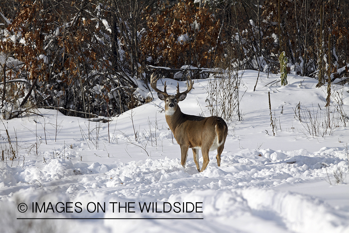 White-tailed buck in habitat.