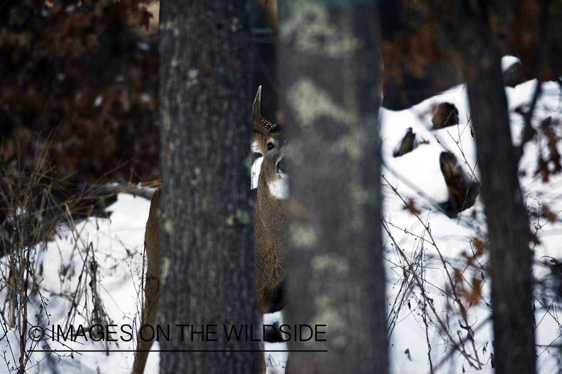 Whitetail in habitat