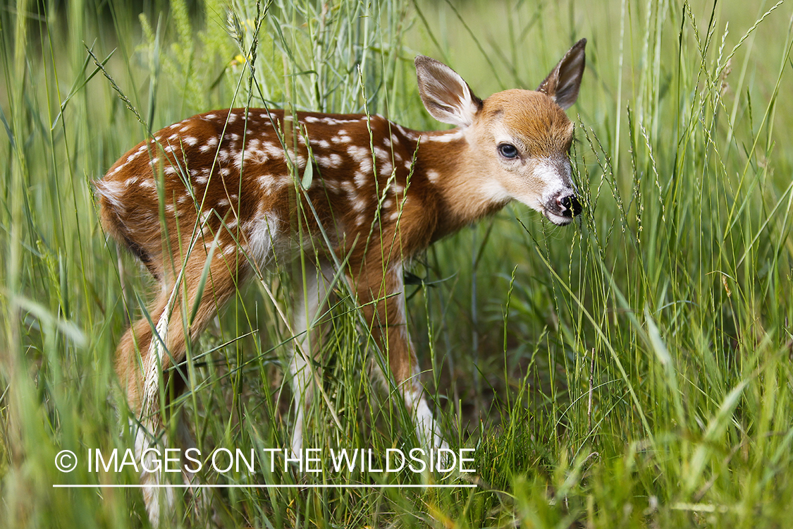 White-tailed Deer Fawns