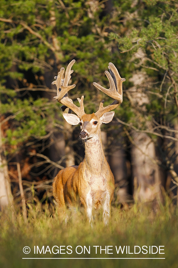 White-tailed deer in velvet