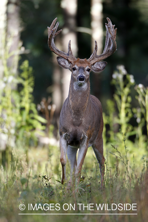 White-tailed buck in velvet 