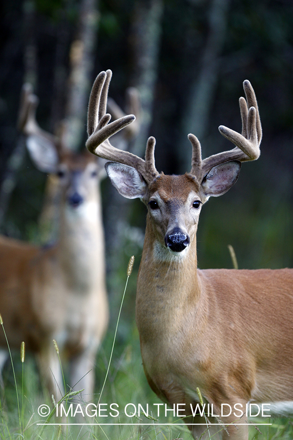 White-tailed bucks in velvet 