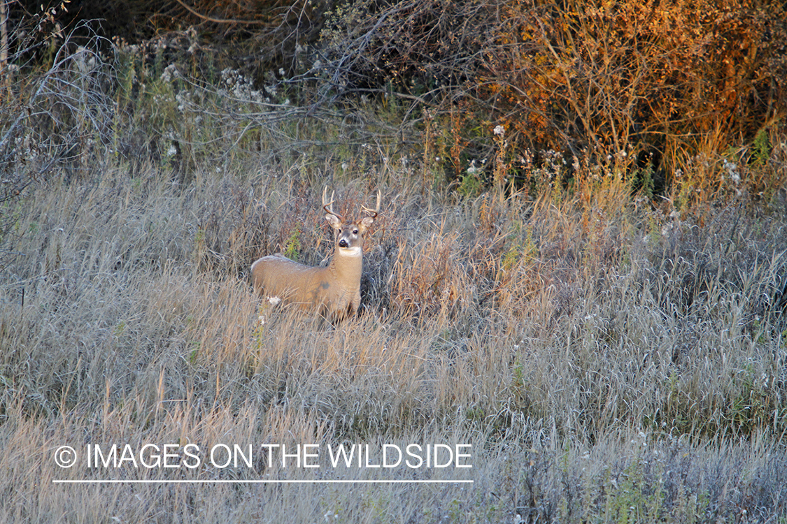 White-tailed buck in habitat. 