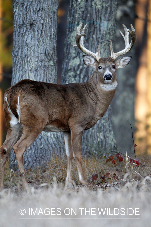 White-tailed buck in habitat. *