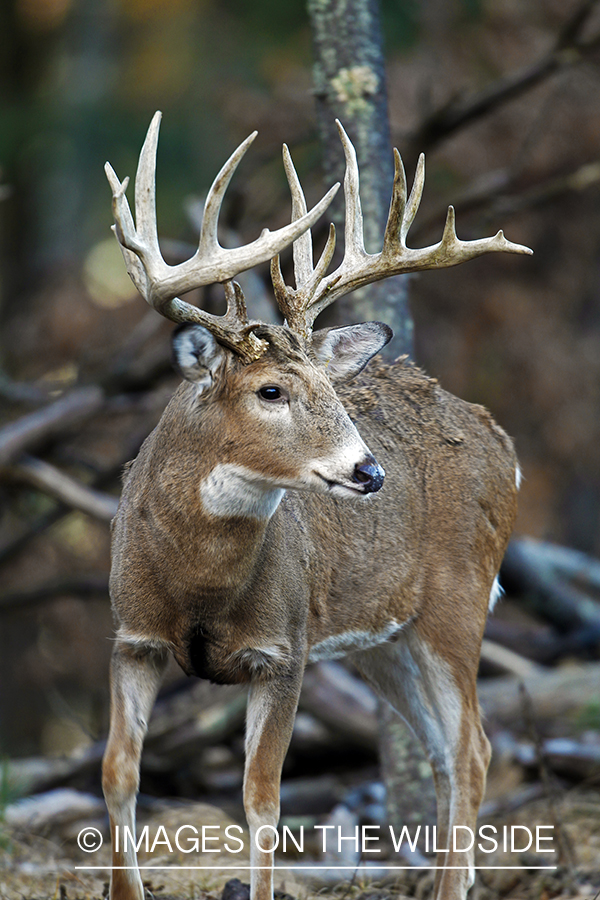 White-tailed buck in habitat. *