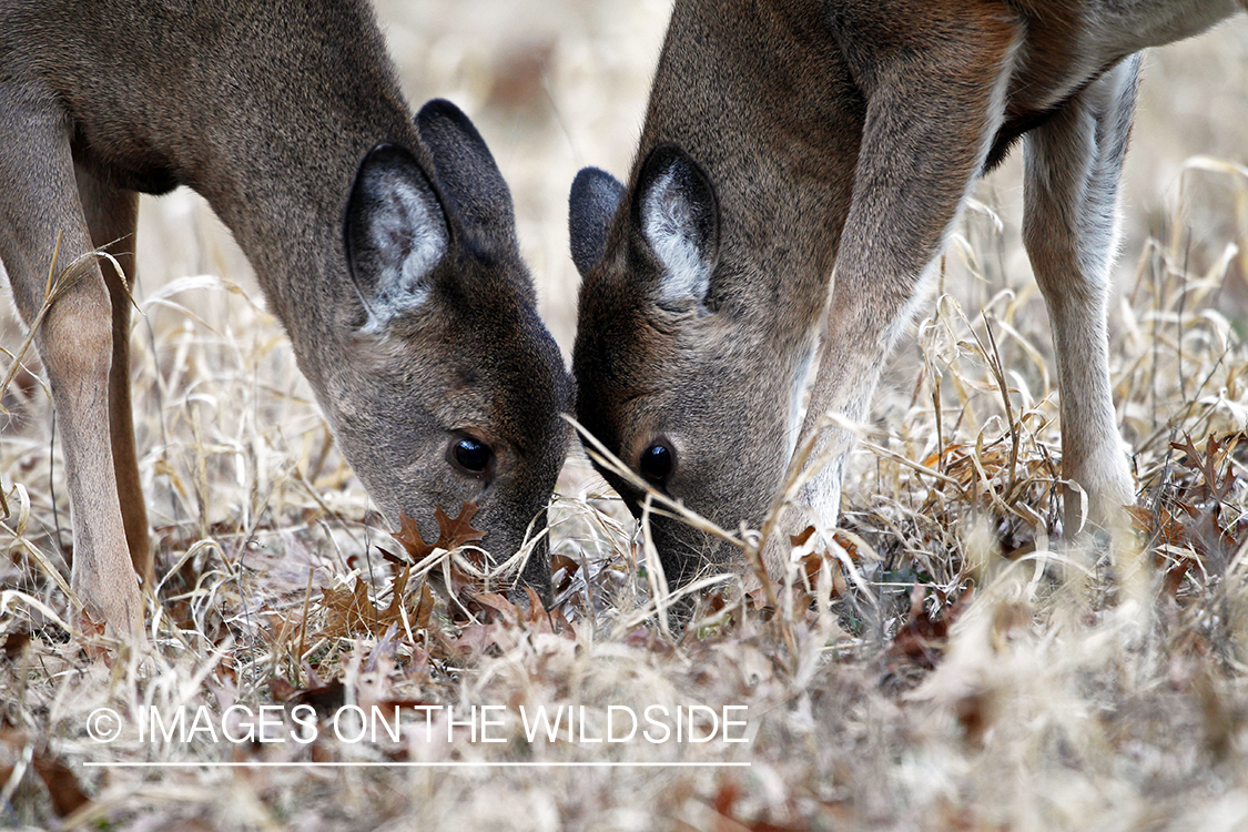 White-tailed young in habitat. *