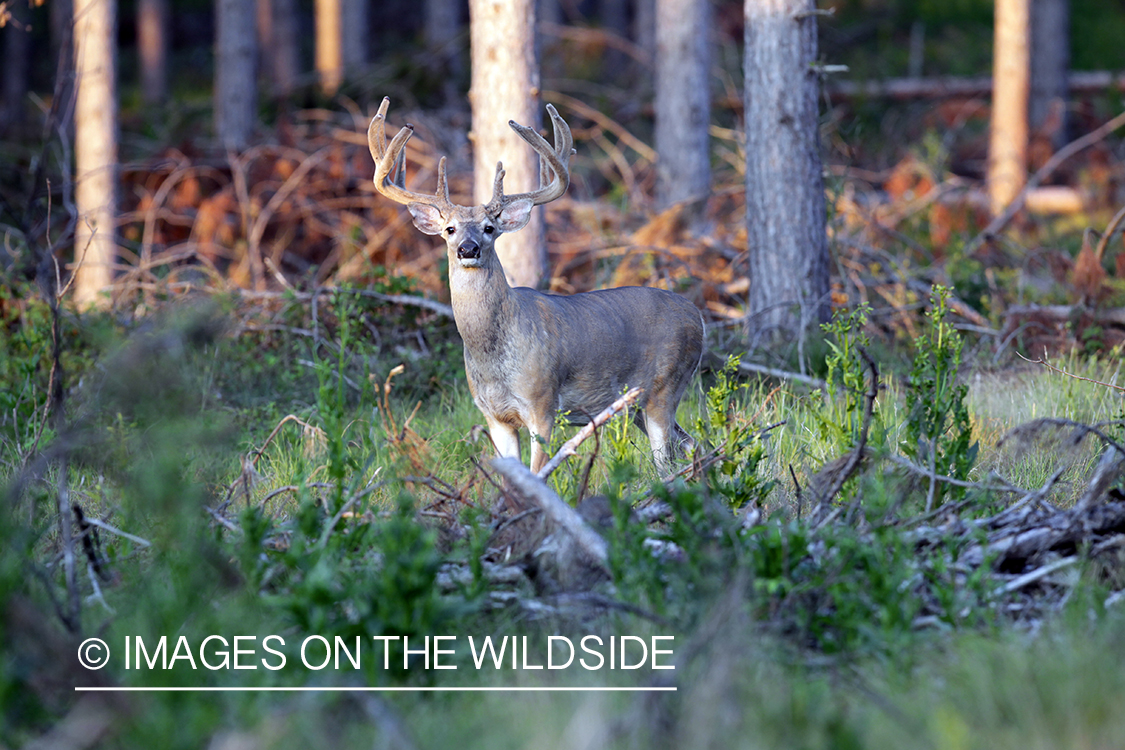 White-tailed buck in velvet.  