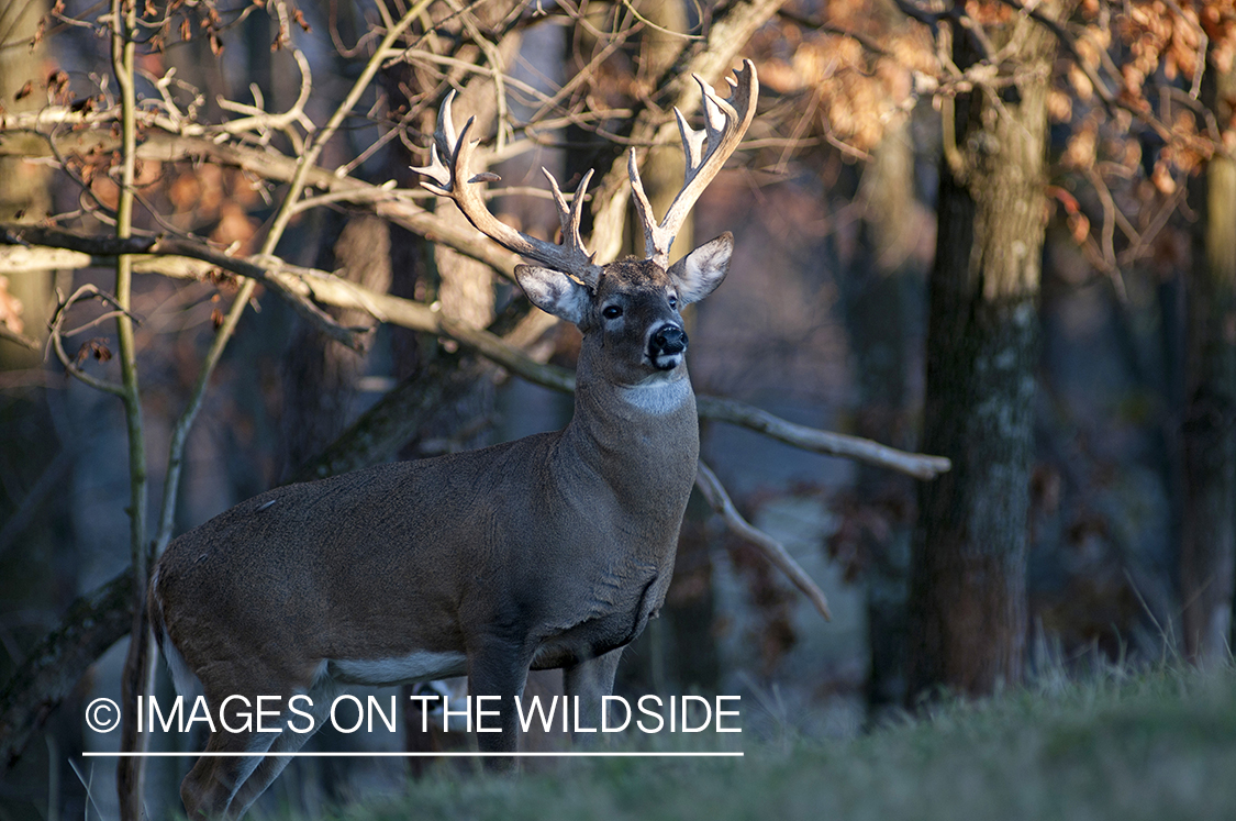 White-tailed buck in habitat. 