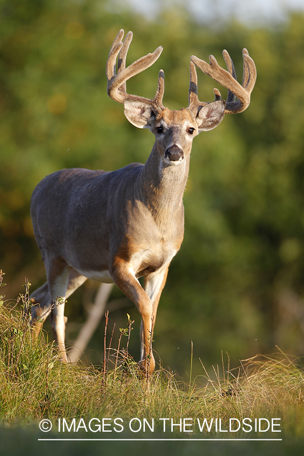 White-tailed buck in velvet.  