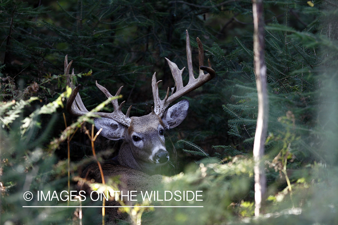 White-tailed buck in habitat.  