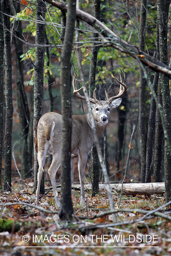 White-tailed buck in habitat. 