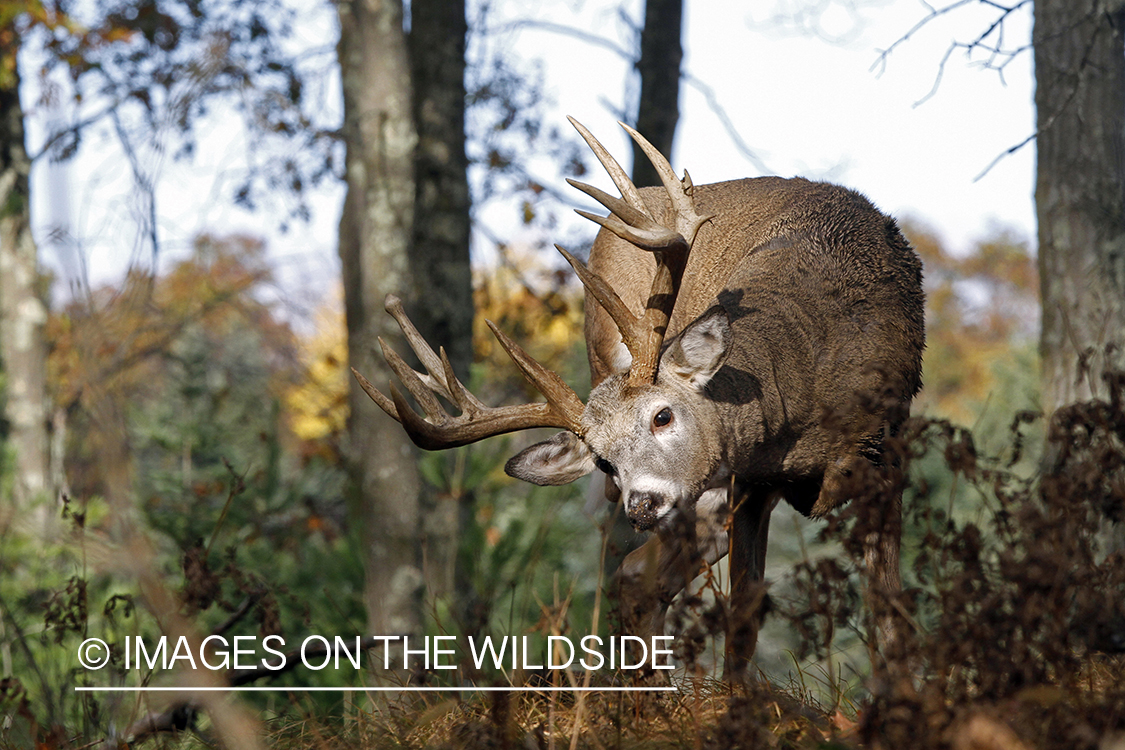 White-tailed buck in habitat. 