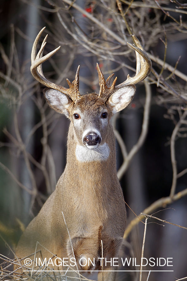 White-tailed buck in habitat. 