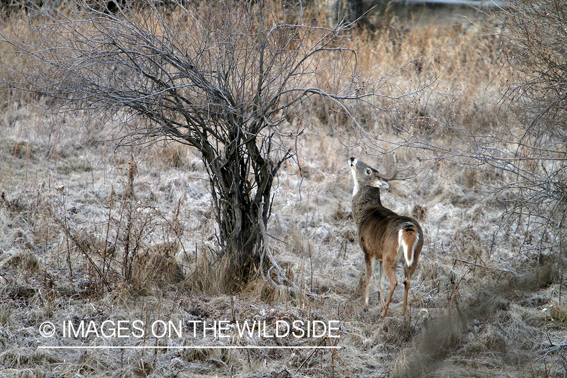 White-tailed deer checking scrape. 