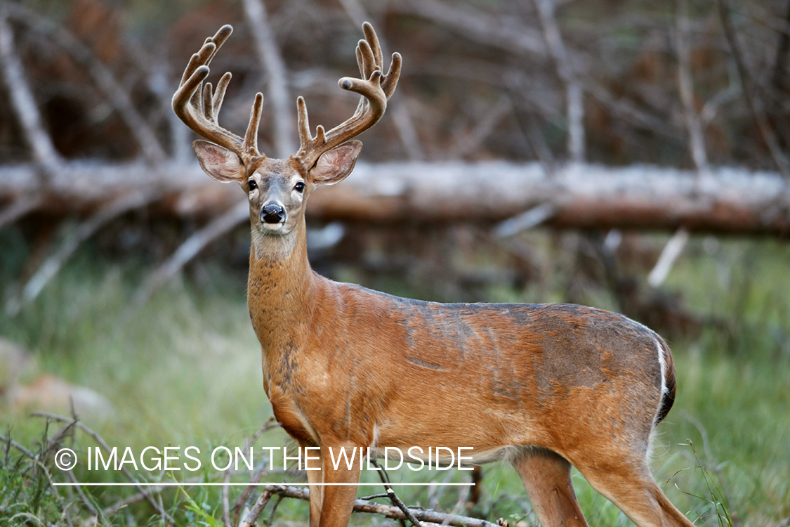 White-tailed buck in velvet.