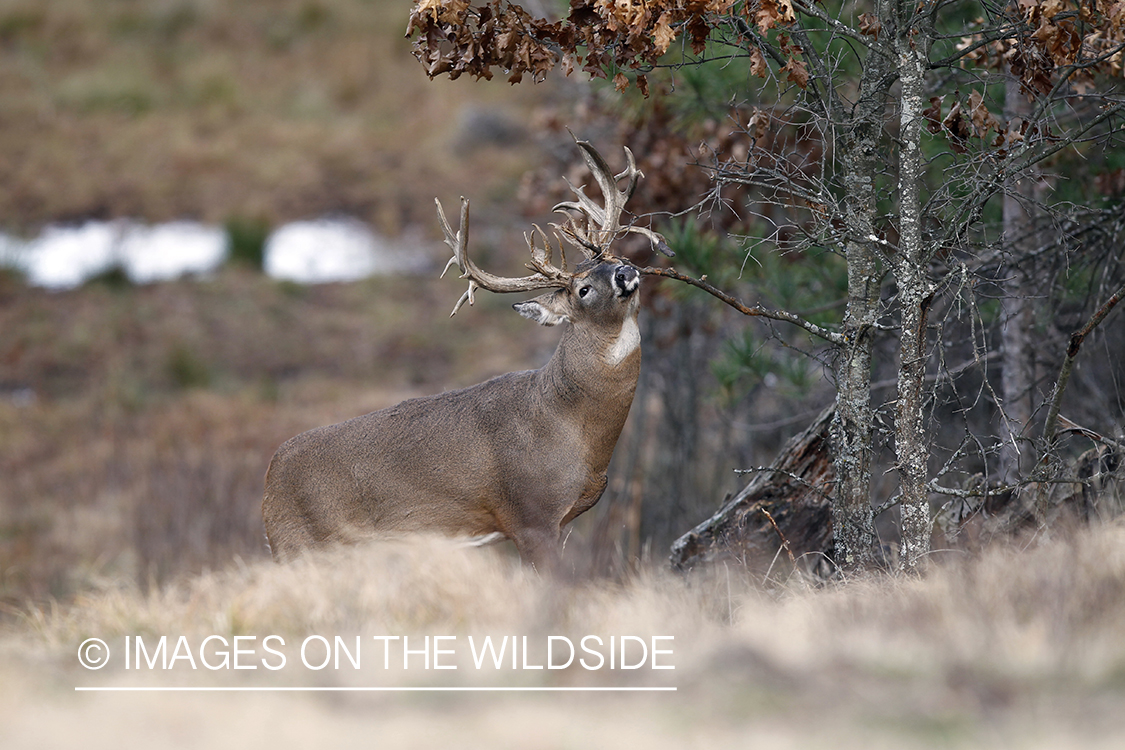 White-tailed buck scent marking branch.