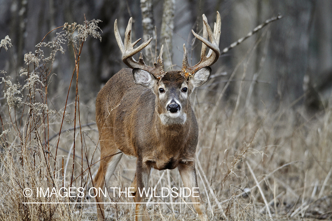 White-tailed buck in habitat.